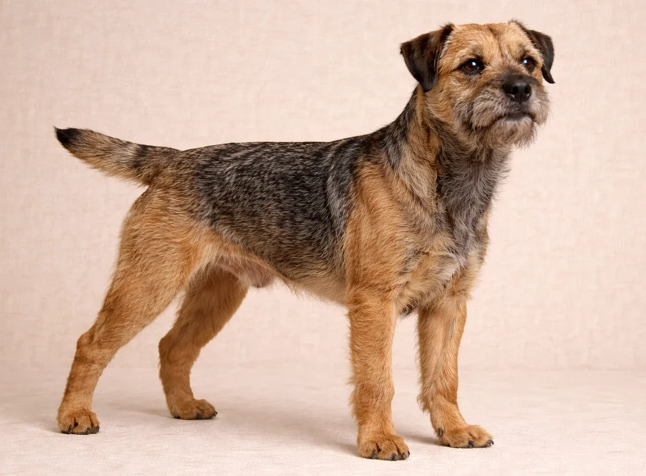 Ayakta duran ve sağ tarafa bakan bir border terrier