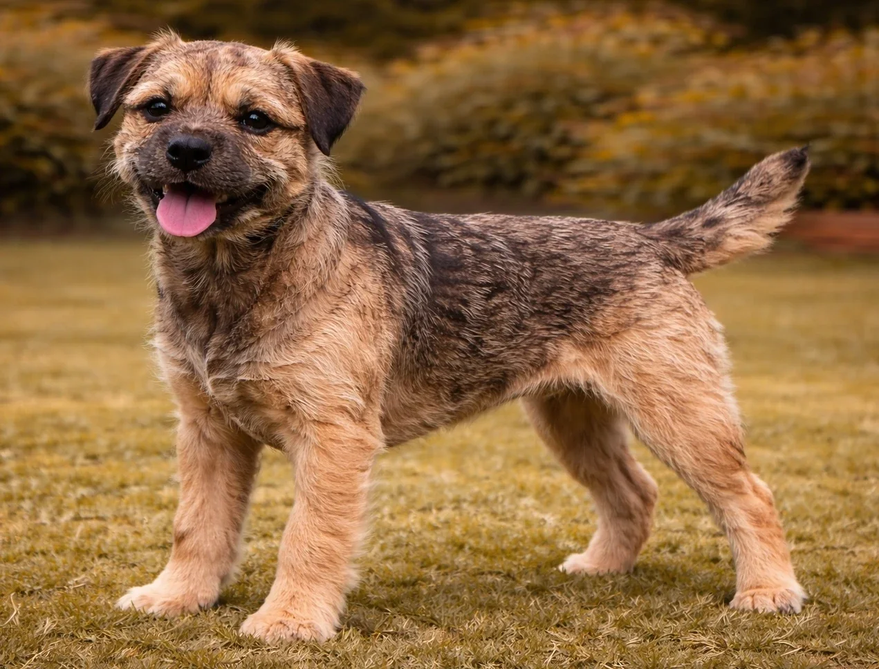 &Ccedil;imlerde ayakta duran ve kameraya bakan bir border terrier k&ouml;pek