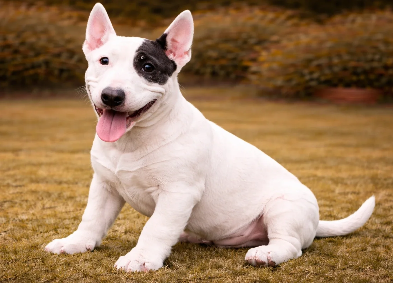 Bah&ccedil;ede oturduğu yerden kameraya bakan bir bull terrier yavrusu