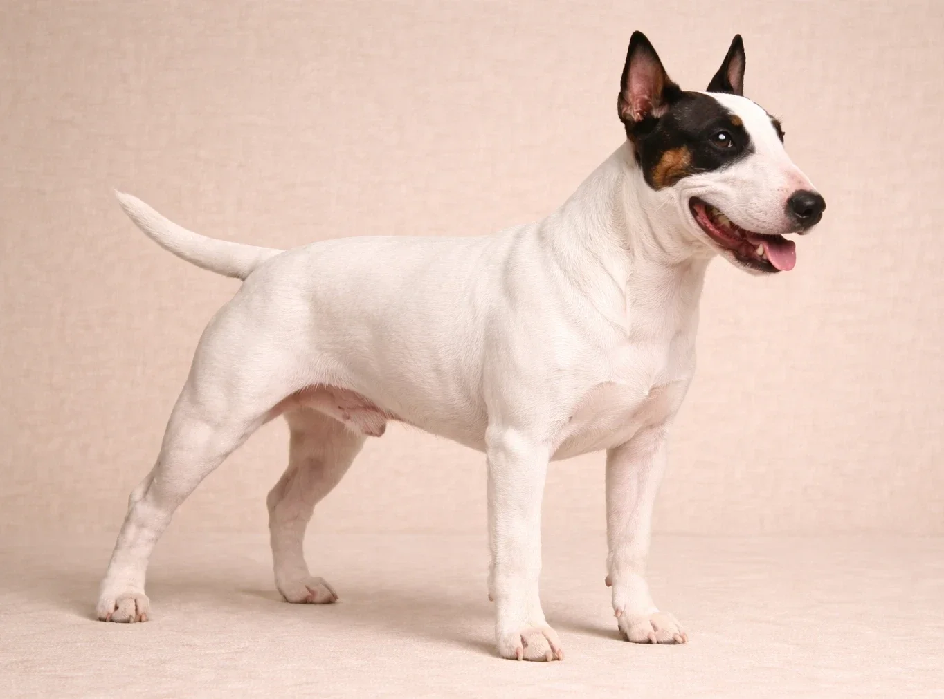 Ayakta sağ tarafa bakan bir bull terrier k&ouml;pek 