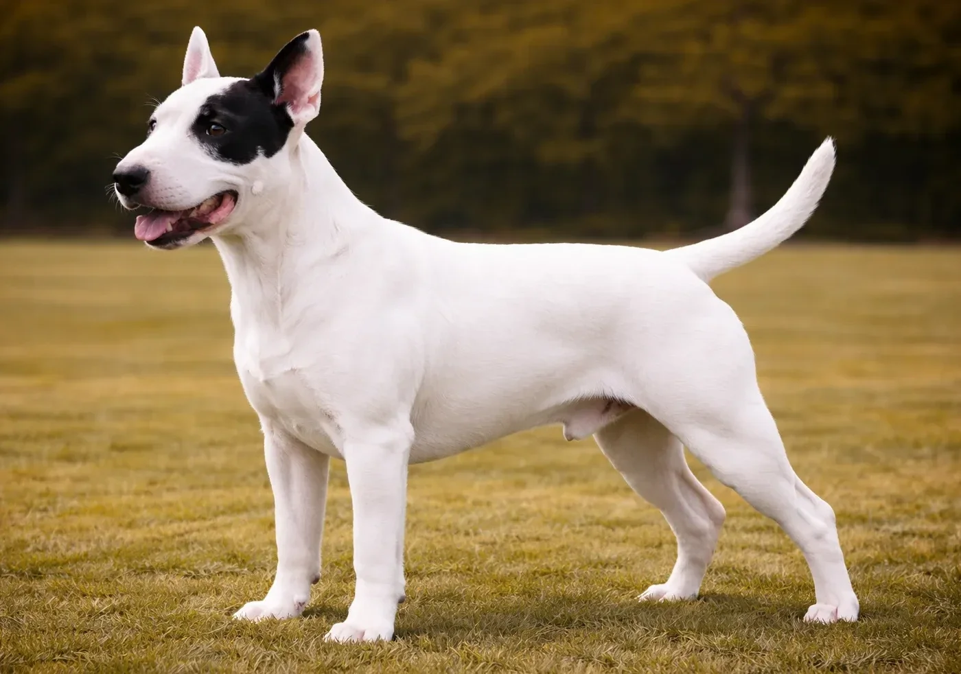 &Ccedil;imlerde ayakta sol tarafa bakan bir bull terrier 