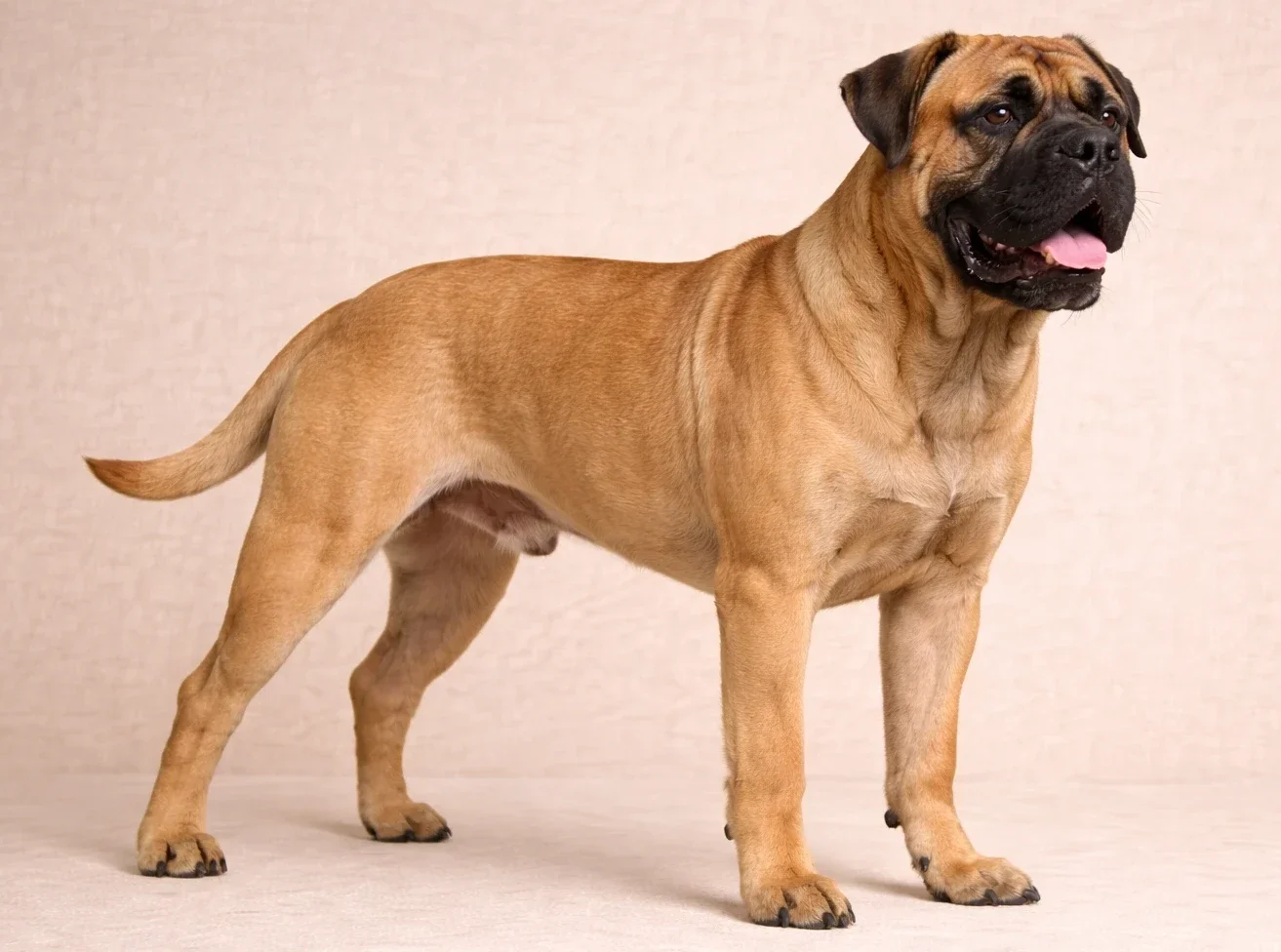Ayakta sağ tarafa bakan bir bullmastiff k&ouml;pek