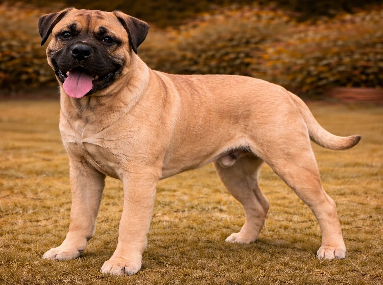 Bah&ccedil;ede ayakta kameraya bakan bir bullmastiff 