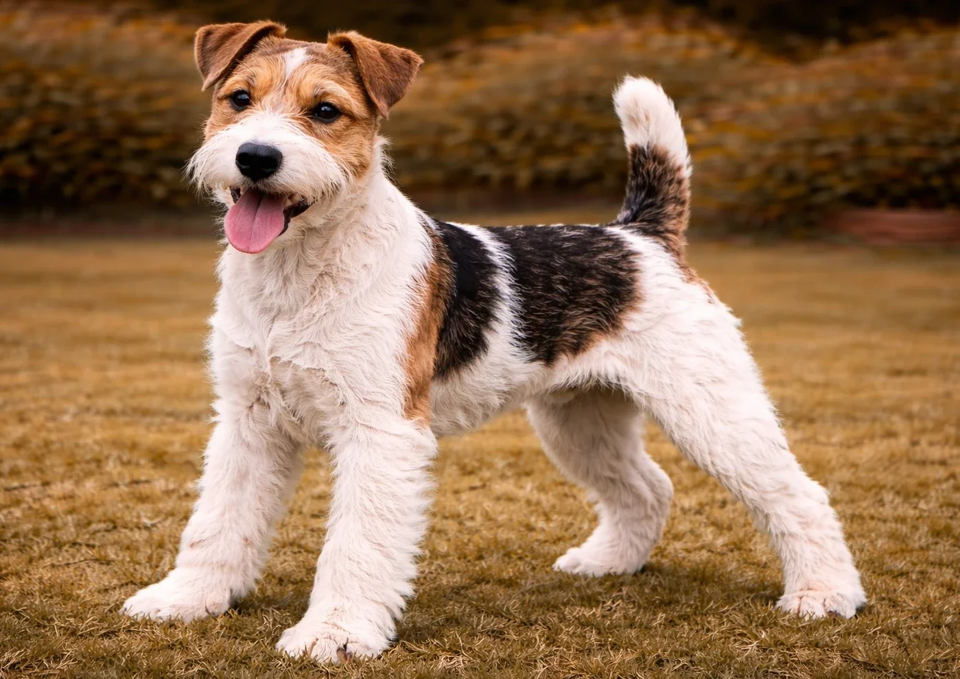 &Ccedil;imlerde ayakta duran ve kameraya bakan bir fox terrier k&ouml;pek