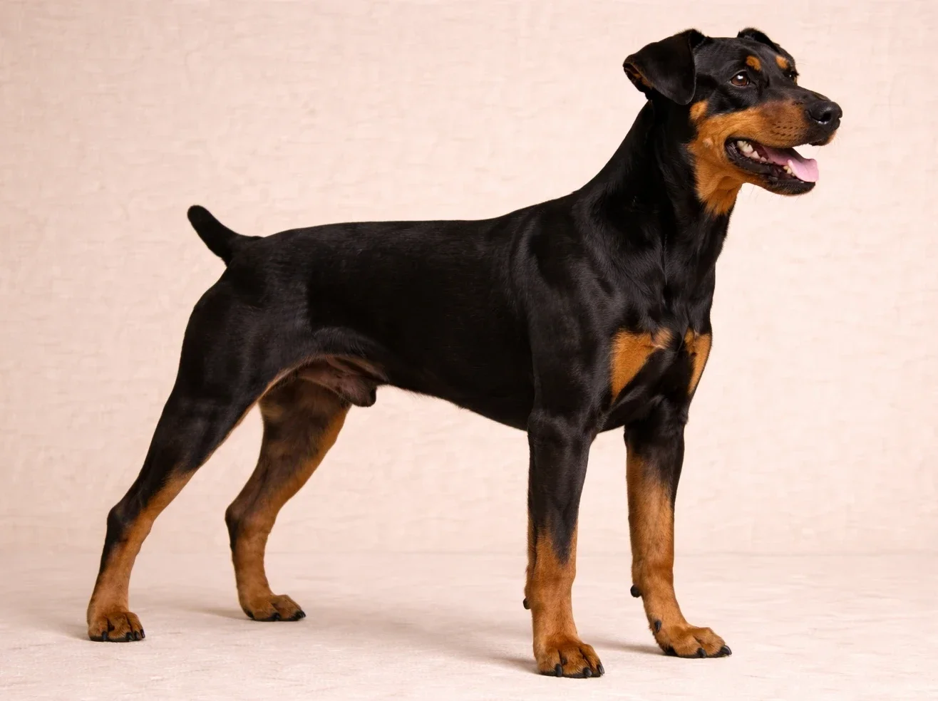 Ayakta duran ve sağ tarafa bakan bir pinscher 
