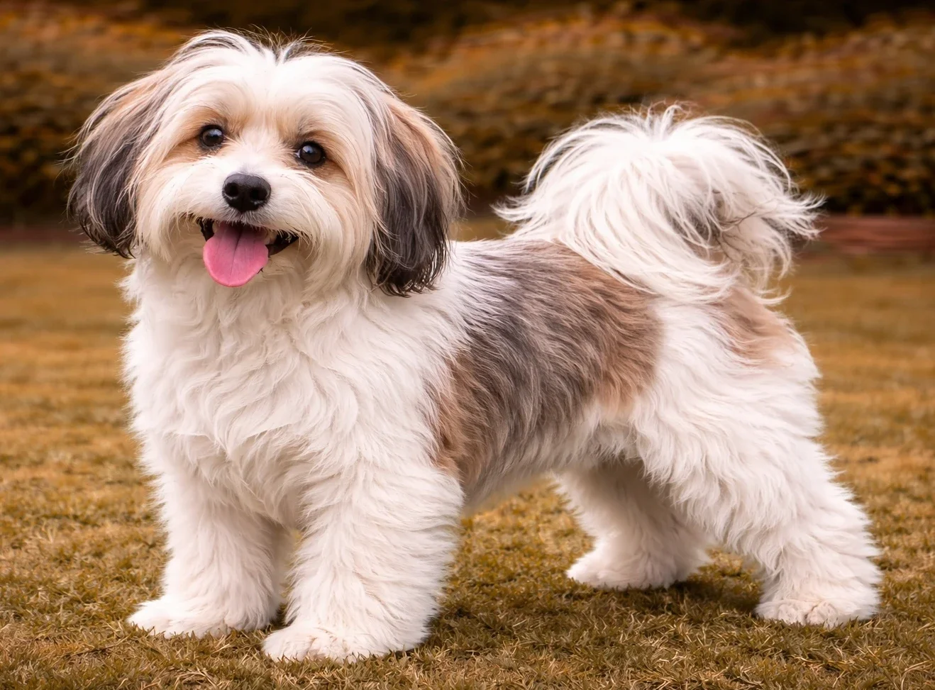 Bah&ccedil;ede ayakta duran ve kameraya bakan bir havanese k&ouml;pek