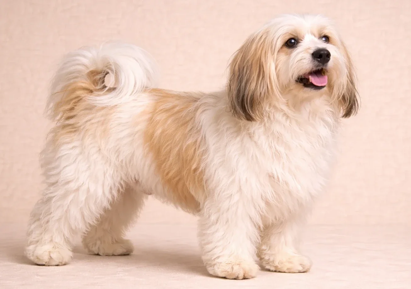 Ayakta duran ve sağ tarafan bakan bir havanese