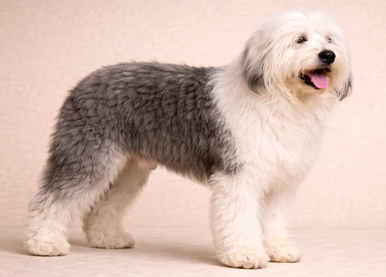 Ayakta duran ve sağ tarafa bakan bir ingiliz &ccedil;oban k&ouml;peği
