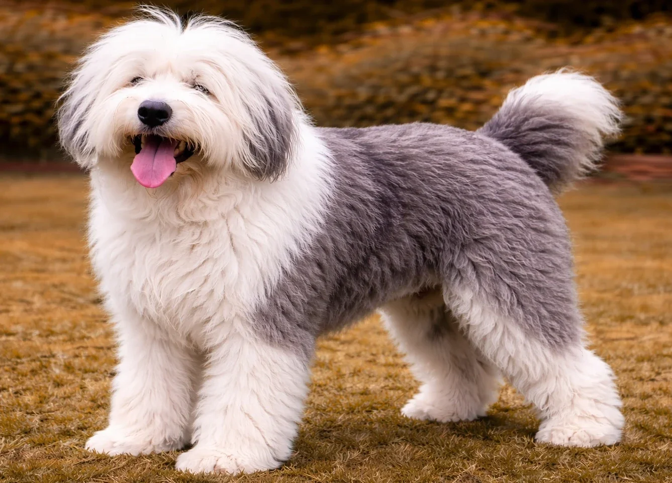 Bah&ccedil;ede ayakta duran ve kameraya bakan bir ingiliz &ccedil;oban k&ouml;peği 