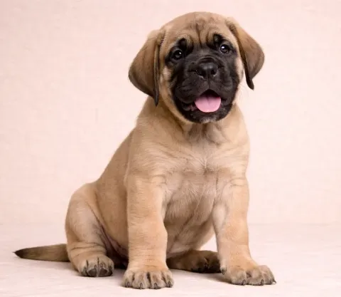 Oturduğu yerden kameraya bakan bir ingiliz mastiff yavrusu