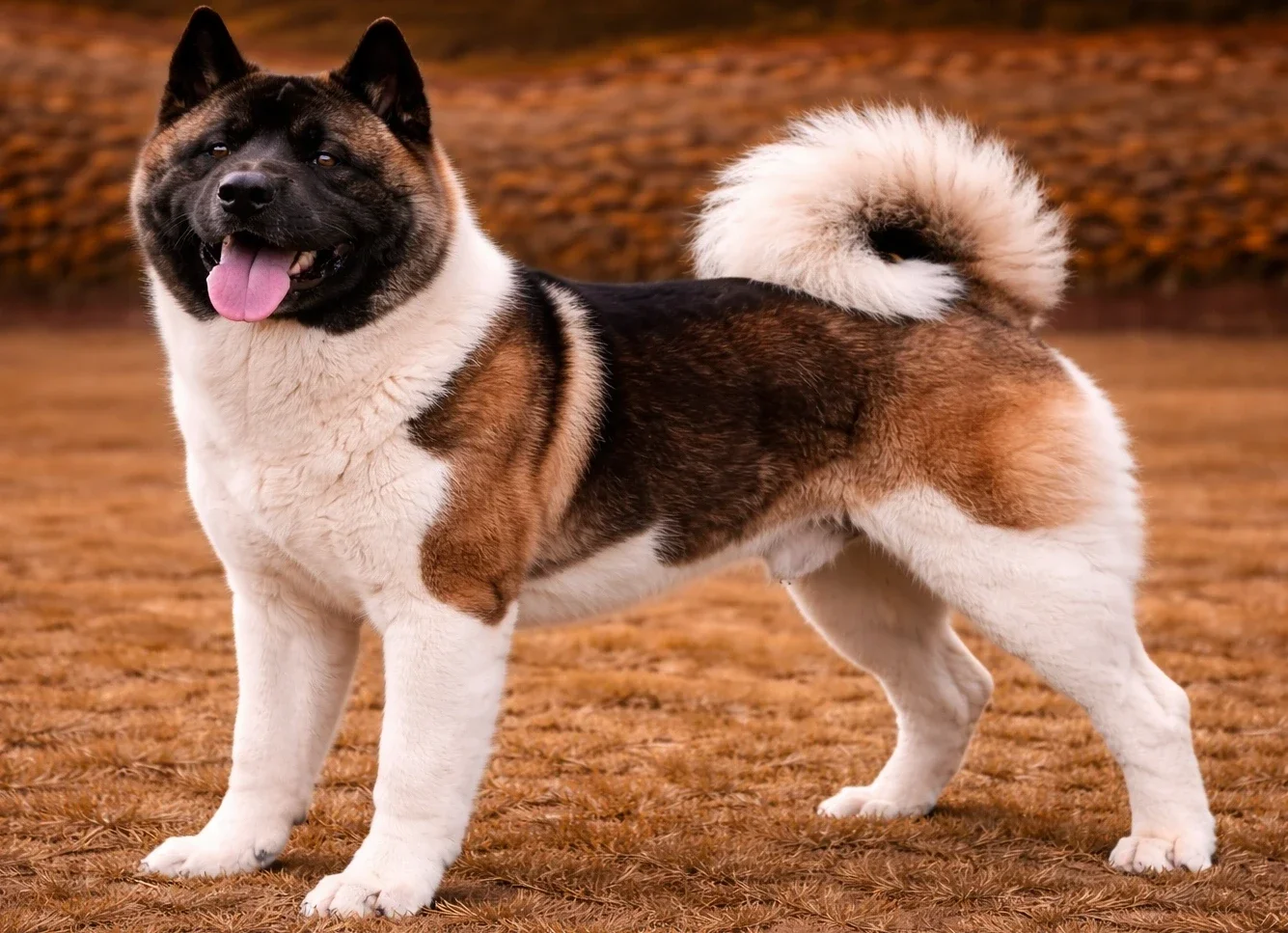 Bah&ccedil;ede ayakta duran ve kameraya bakan bir amerikan akita k&ouml;pek