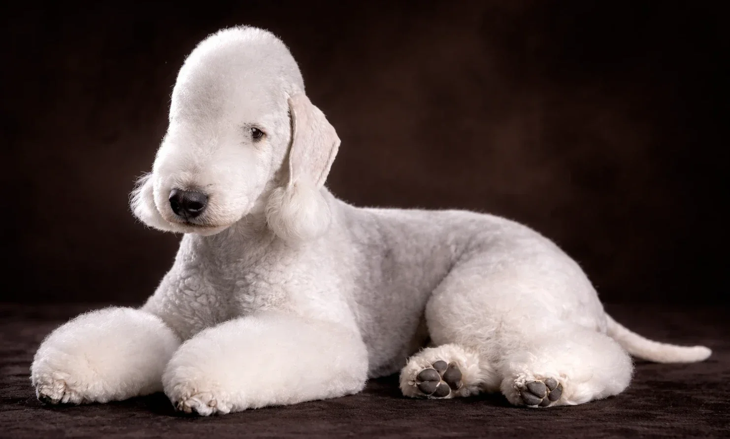 Yattığı yeredn sol tarafa bakan bir bedlington terrier