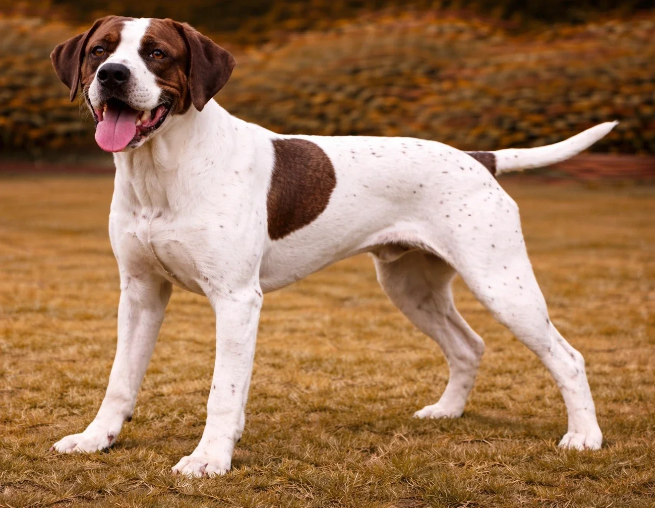 Bah&ccedil;ede ayakta duran ve kameraya bakan bir ingiliz pointer k&ouml;pek