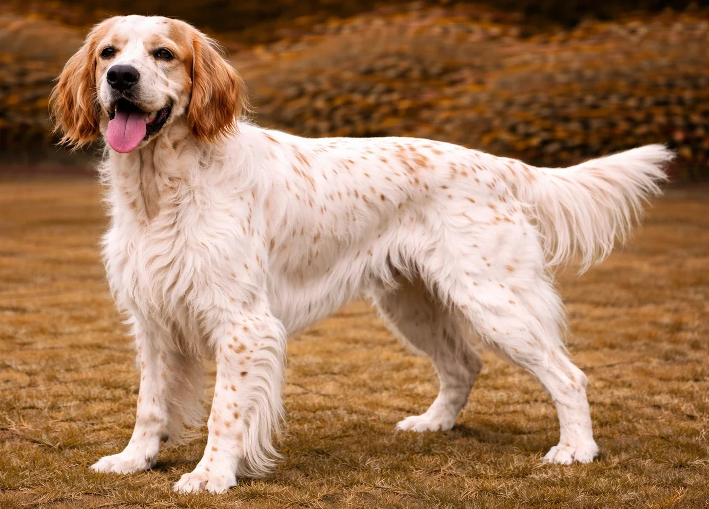 Bah&ccedil;ede ayakta duran ve kameraya bakan bir ingiliz setter k&ouml;pek