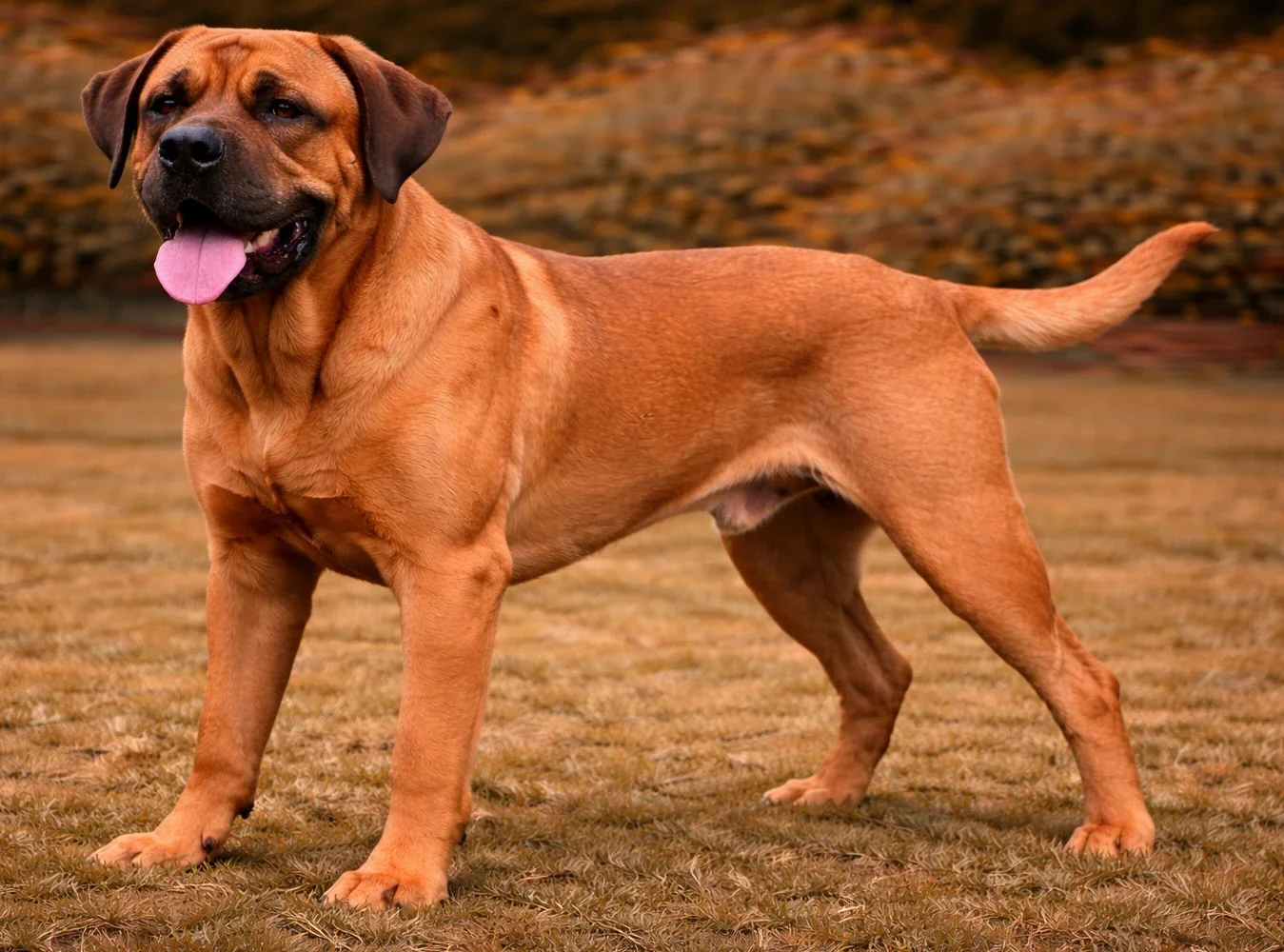 Bah&ccedil;ede ayakta duran ve kameraya bakan japanese tosa k&ouml;pek