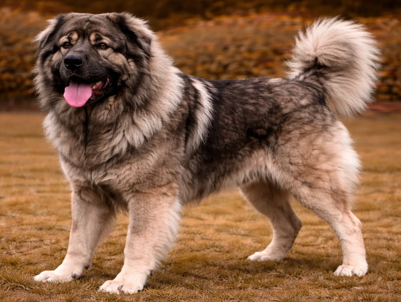 Bah&ccedil;ede ayakta duran ve kameraya bakan bir kafkas &ccedil;oban k&ouml;peği