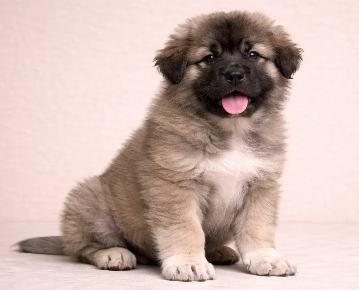 Oturduğu yerden kameraya bakan bir kafkas &ccedil;oban k&ouml;peği yavrusu