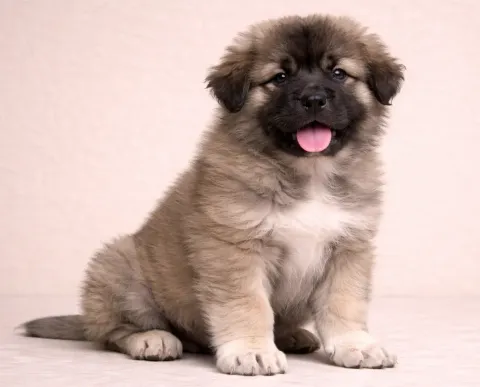 Oturduğu yerden kameraya bakan bir kafkas çoban köpeği yavrusu