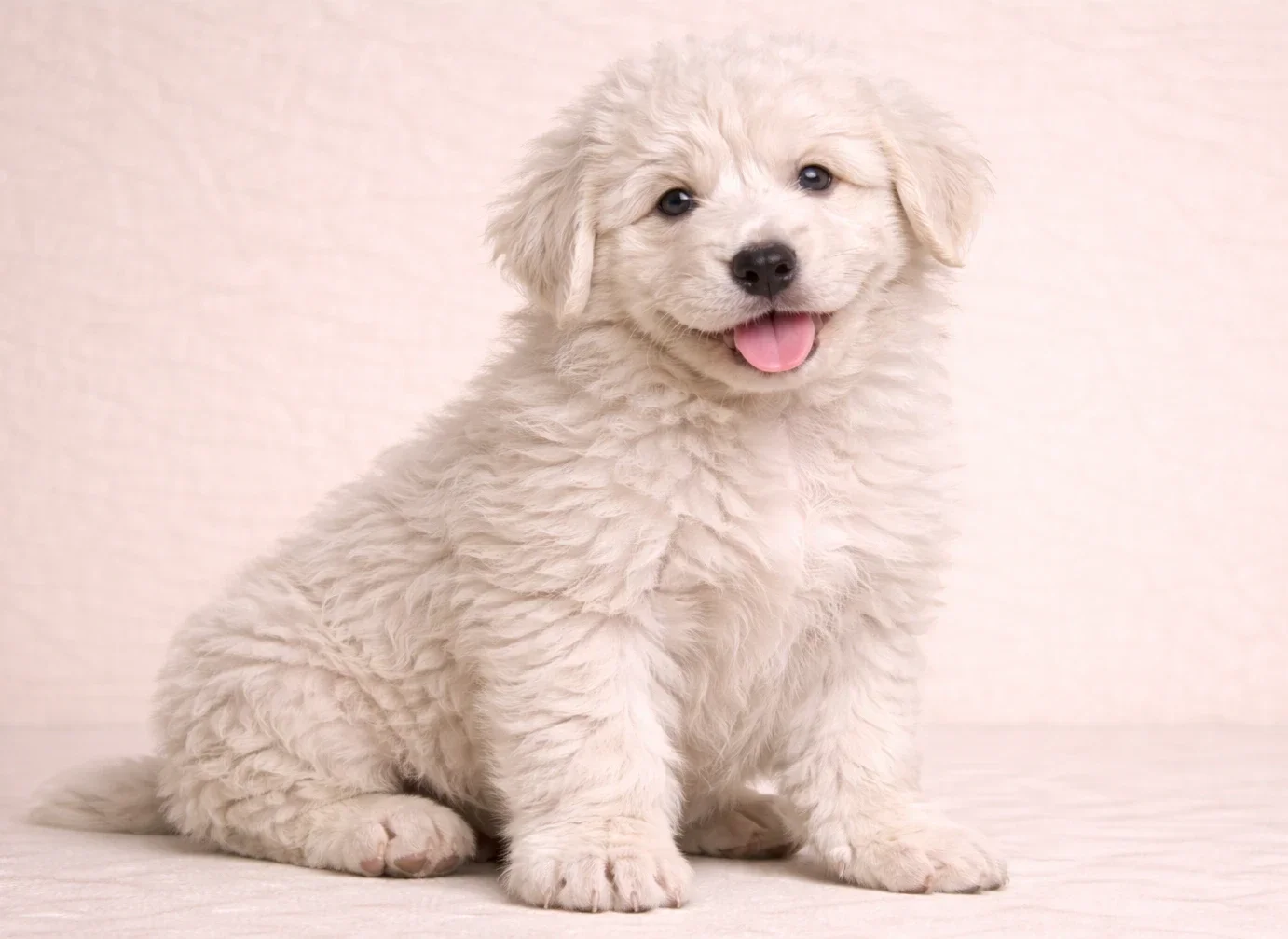 Oturduğu yerden kameraya bakan bir komondor yavrusu