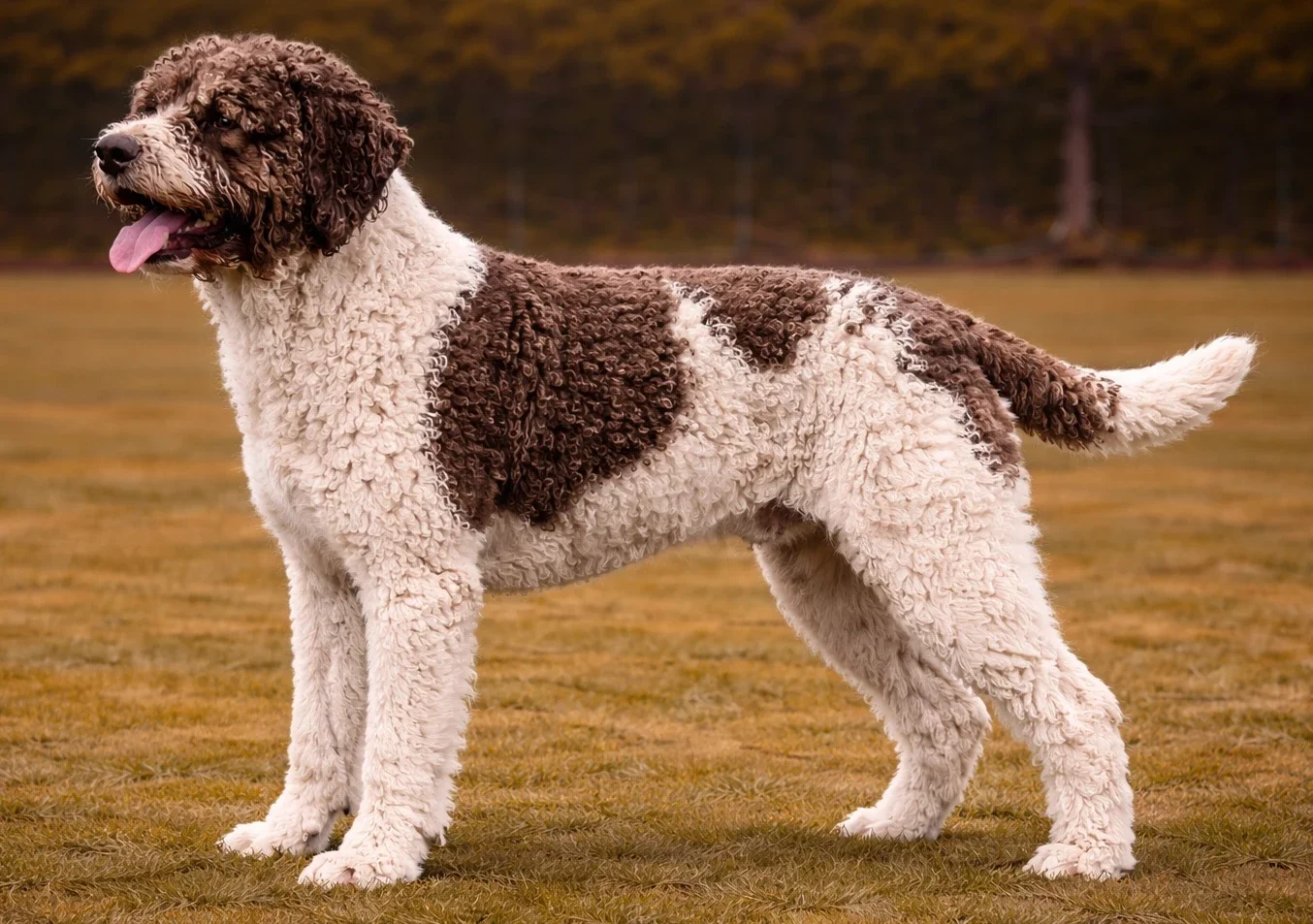 &Ccedil;imlerde ayakta duran ve sol tarafa bakan bir lagotto romagnolo k&ouml;pek