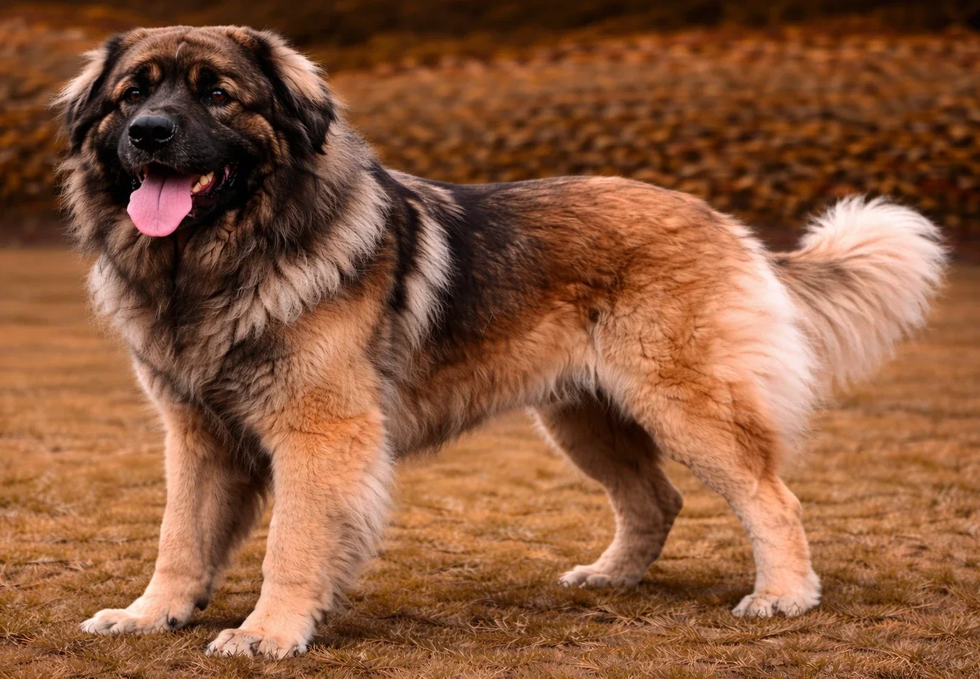 Bah&ccedil;ede ayakta duran ve kameraya bakan leonberger k&ouml;pek