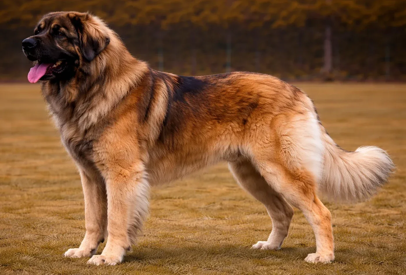 &Ccedil;imlerde ayakta duran ve sol tarafa bakan bir leonberger