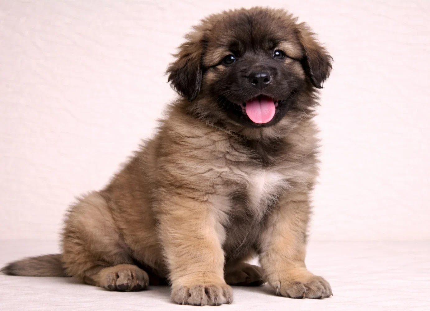Oturduğu yerden kameraya bakan bir leonberger yavrusu