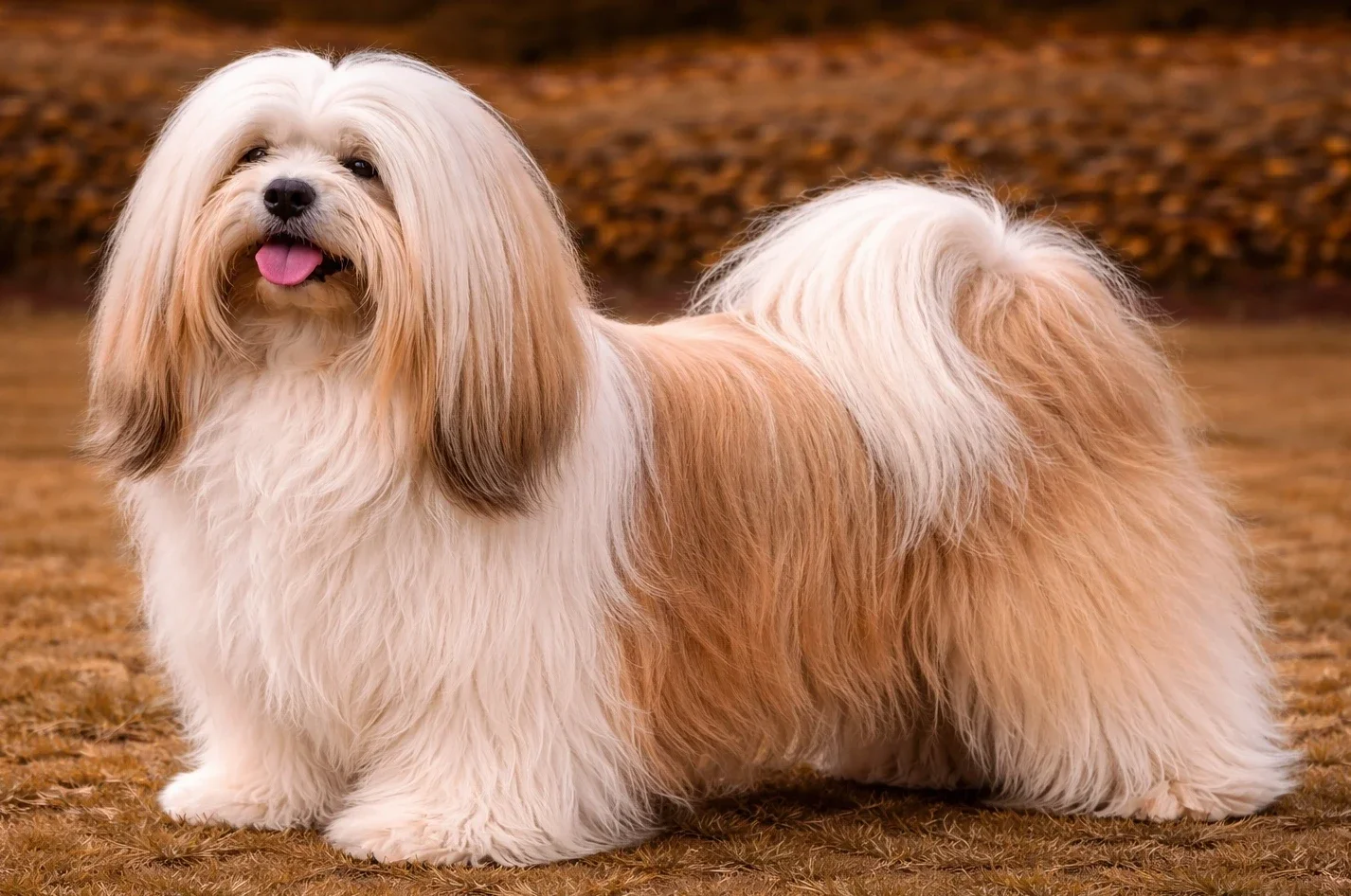 Bah&ccedil;ede ayakta duran bir lhasa apso k&ouml;pek