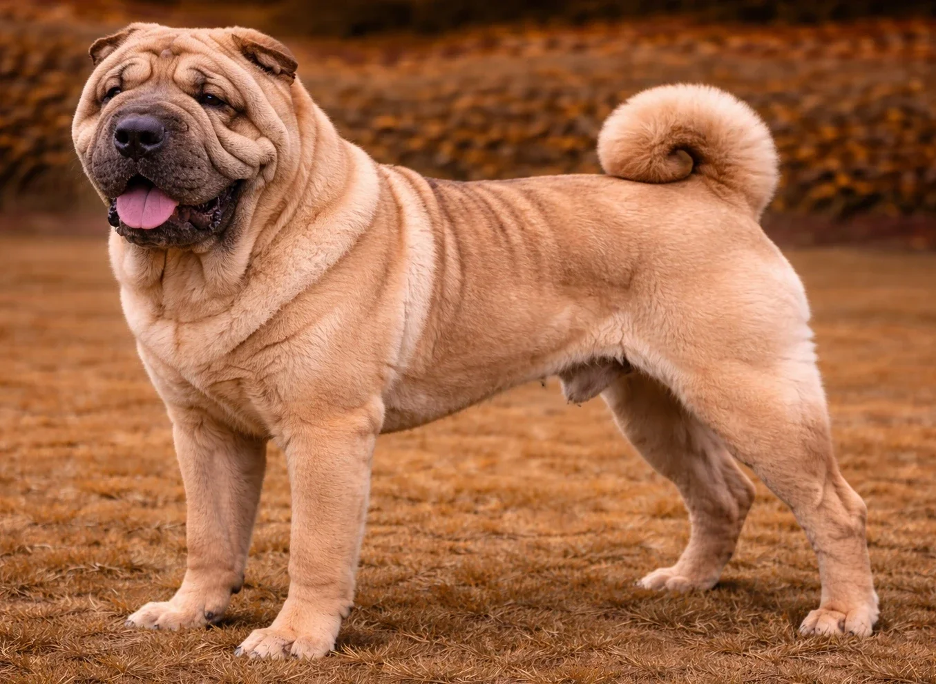 Bah&ccedil;ede ayakta duran ve sol tarafa bakan bir shar pei