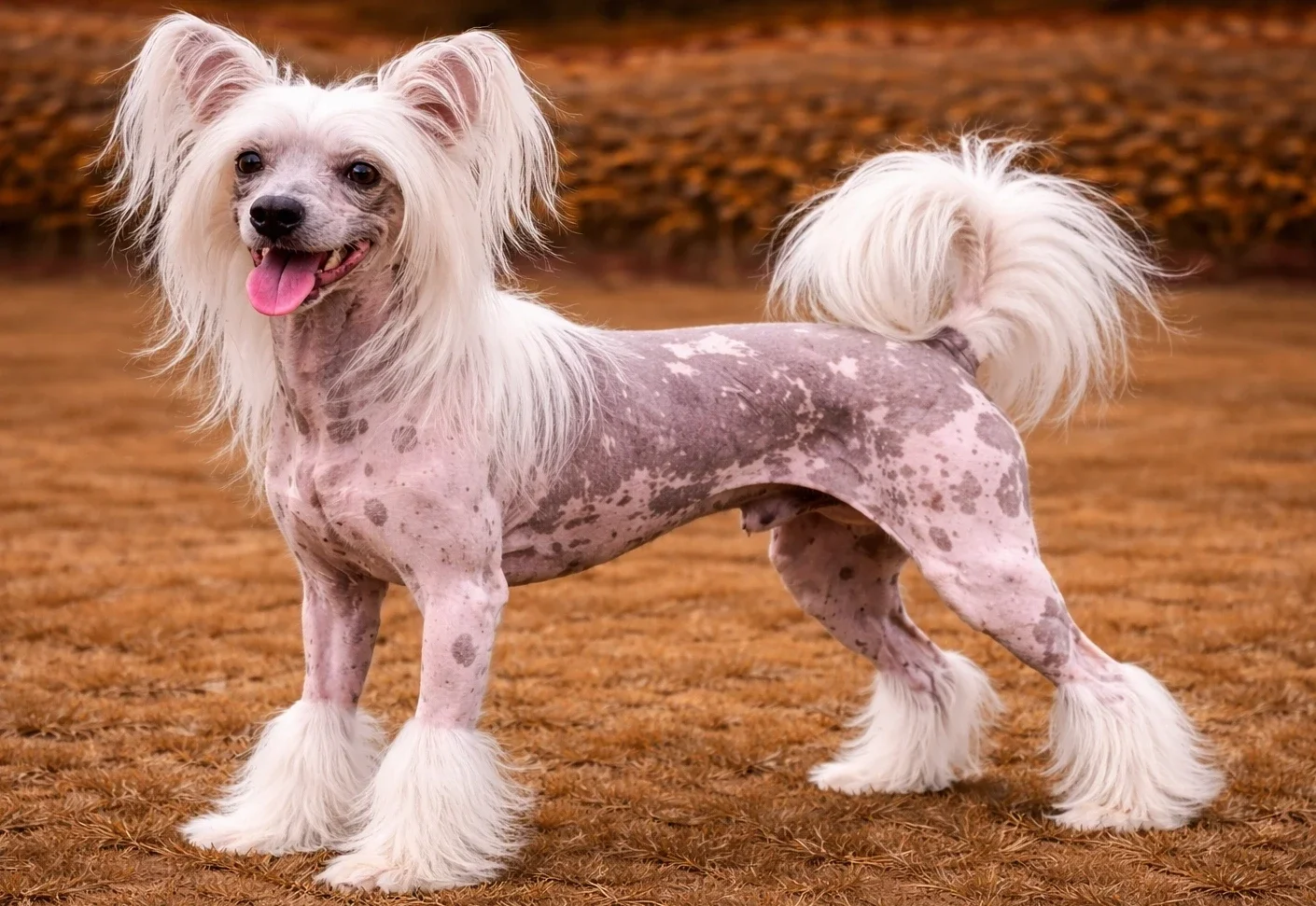Bah&ccedil;ede ayakta duran ve sol tarafa bakan bir t&uuml;ys&uuml;z &ccedil;in k&ouml;peği