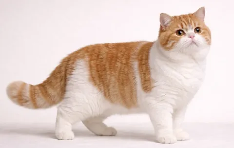 Ayakta sağ tarafa bakan bir Exotic Shorthair