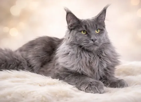 Yattığı yerden sağ tarafa bakan bir Maine Coon kedisi