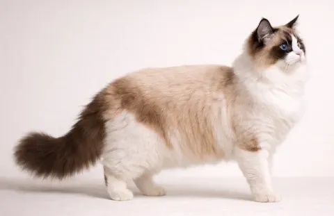 Ayakta sağ tarafa bakan bir Ragdoll kedisi