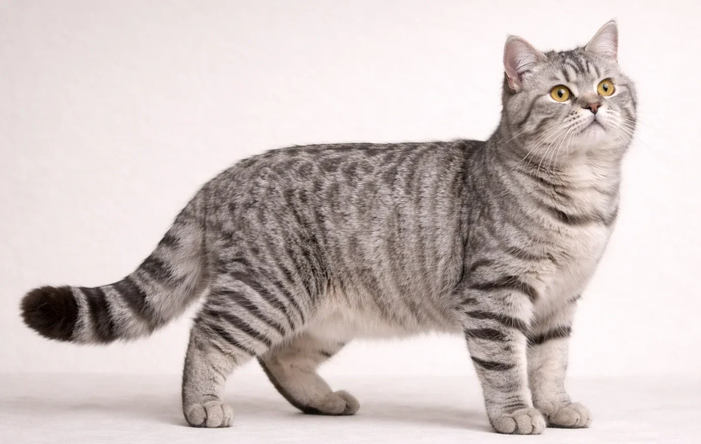 Ayakta sağ tarafa bakan bir scottish straight kedi