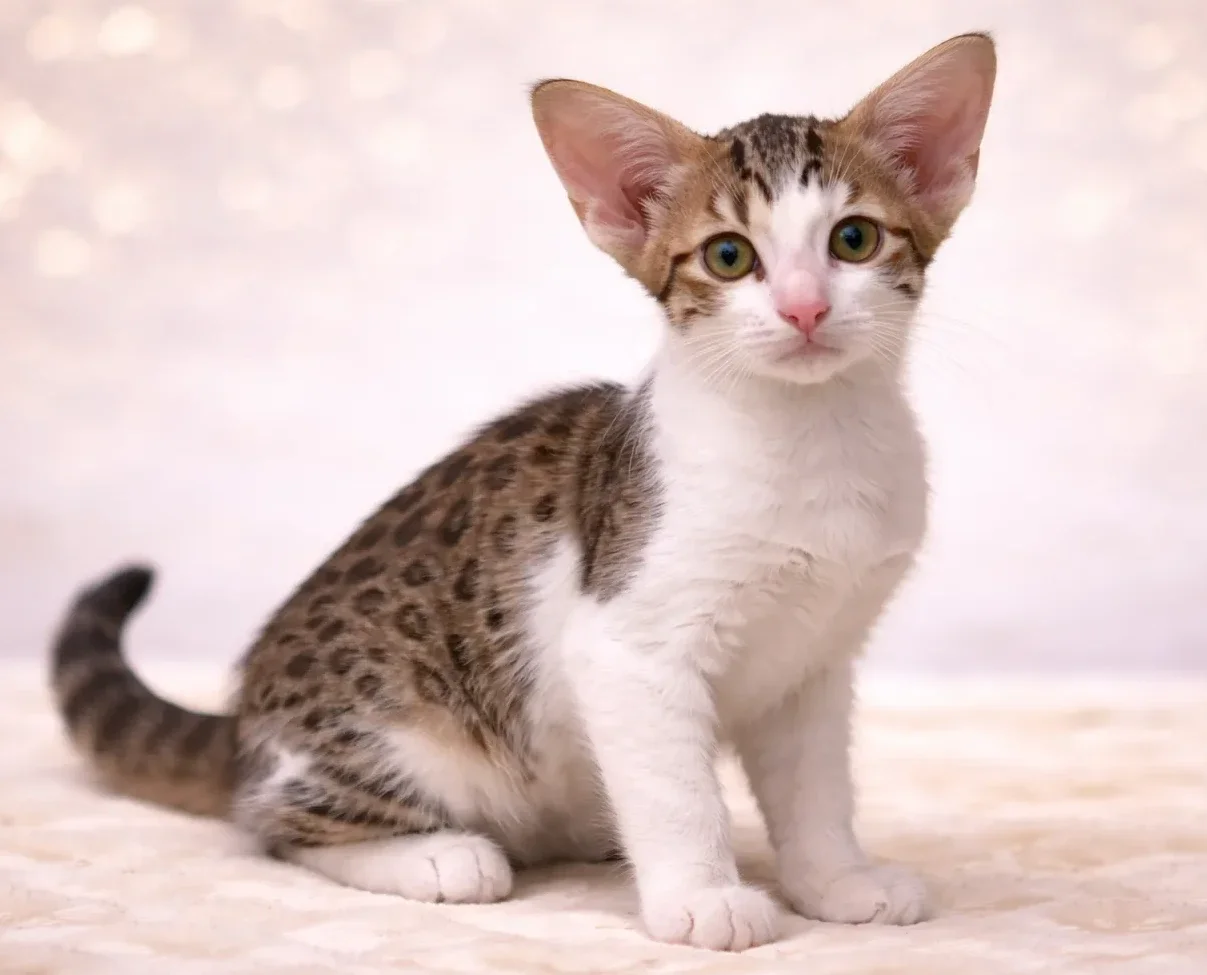 Oturduğu yerden kameraya bakan bir oriental shorthair yavrusu