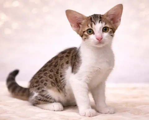 Oturduğu yerden kameraya bakan bir oriental shorthair yavrusu