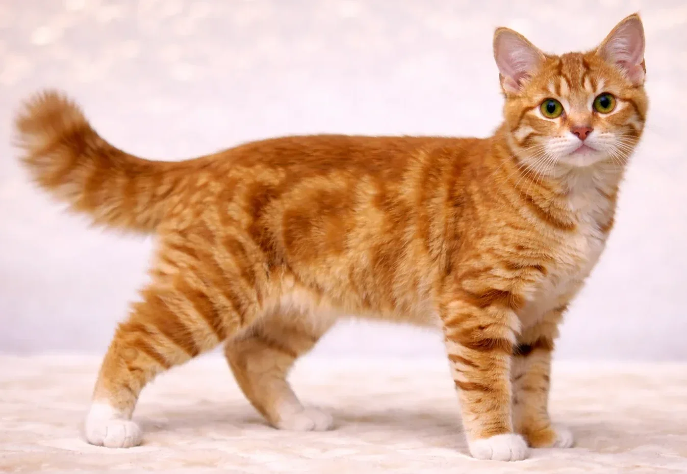 Ayakta kameraya bakan bir sarman kedi